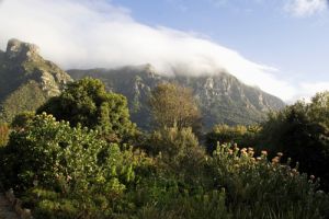 Kirstenbosch Gardens  Capetown